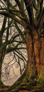 Majestic ancient trees with textured bark and lush greenery.