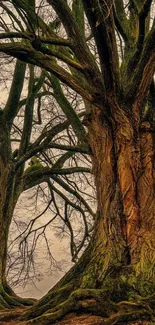 Majestic ancient tree trunks with bare branches.