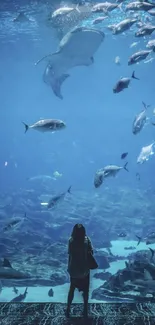 Person watching fish in a large aquarium with blue hues.