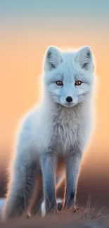 Arctic fox stands gracefully against a sunset backdrop.