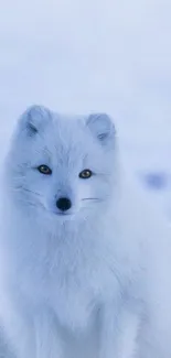 Arctic fox with white fur and snowy background.