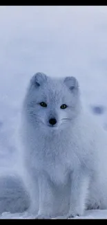 An arctic fox sitting in snow, showcasing its white fur and serene expression.