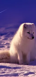 Majestic Arctic fox sitting on snow under blue-violet sky.