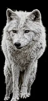 Arctic wolf standing against a black background, creating a stunning phone wallpaper.