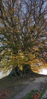 Majestic autumn tree with golden leaves and clear sky.