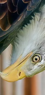 Majestic bald eagle with detailed feathers and piercing gaze.