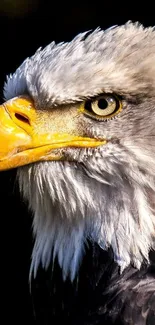 Close-up of a majestic bald eagle with sharp focus on its eye and beak.