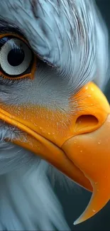 Close-up of a bald eagle with an orange beak.