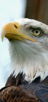 Closeup of a majestic bald eagle with piercing eyes.