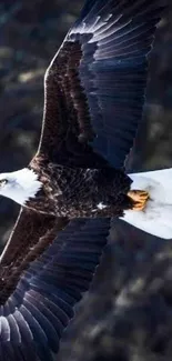 Majestic bald eagle soaring in the sky with wings spread wide.