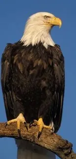 Bald eagle perched on a branch with blue sky background.