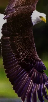 Majestic bald eagle soaring gracefully in the sky with wings spread wide.