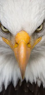 Close-up image of a bald eagle with intense gaze.