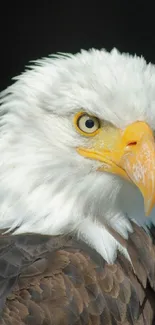 Close-up portrait of a majestic bald eagle with striking white feathers.