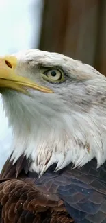 Close-up portrait of a majestic bald eagle.