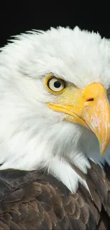 Close-up portrait of a majestic bald eagle with striking features.