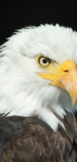 Close-up portrait of a majestic bald eagle with detailed features on black background.