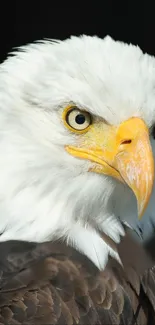 Close-up of a majestic bald eagle with intense gaze and detailed feathers.