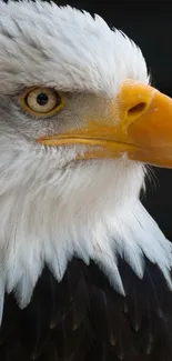 Closeup of a majestic bald eagle with a striking white head and yellow beak.