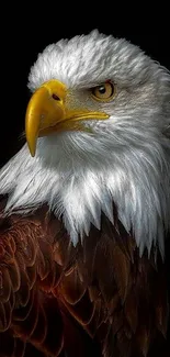 Close-up of a majestic bald eagle with a striking yellow beak.