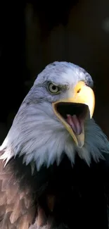 Close-up of a bald eagle with a sharp gaze and open beak.