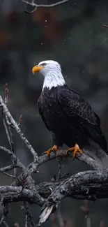 Bald eagle perched on a branch in a natural setting.