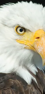 Close-up of a majestic bald eagle with sharp eyes and detailed feathers.