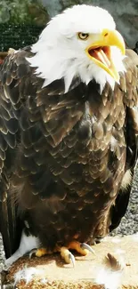 Majestic bald eagle perched on a rock.