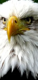 Close-up of a majestic bald eagle with intense gaze and detailed feathers.