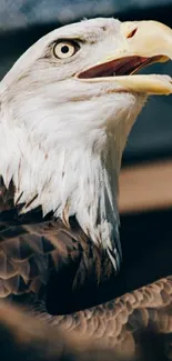 Close-up of a majestic bald eagle with striking plumage.