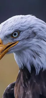 Close-up of a majestic bald eagle with striking features and deep brown plumage.