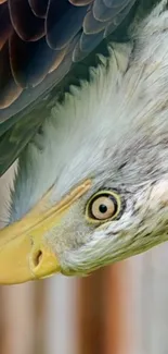 Close-up of a majestic bald eagle in striking detail, highlighting its eye and feathers.