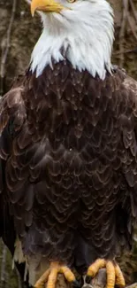 Majestic bald eagle with detailed feathers and striking gaze