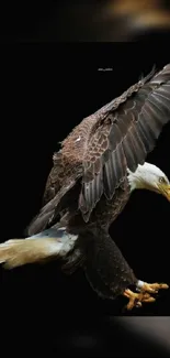 Majestic bald eagle in flight against a black background.