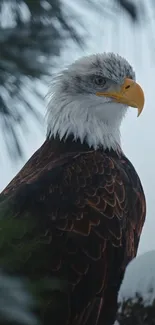 Majestic bald eagle with snowy background.