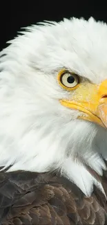 Close-up view of a majestic bald eagle with striking yellow beak.