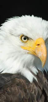 Close-up of a majestic bald eagle with a dark brown background.