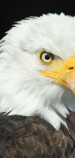 Majestic bald eagle close-up portrait with a dark background.