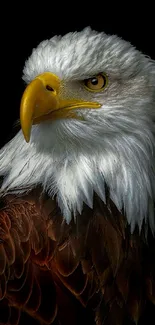 Majestic bald eagle with rich brown feathers on a dark background.