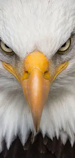 A close-up of a fierce bald eagle showcasing its striking features.