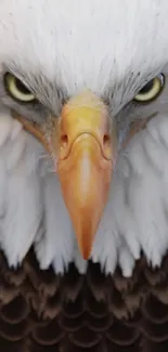 Close-up of a bald eagle with a piercing gaze, ideal for mobile wallpaper.