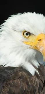 Close-up of a majestic bald eagle with a dark brown background.