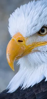 Close-up of a majestic bald eagle with detailed white feathers.