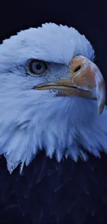 A majestic bald eagle with piercing eyes on a dark background.