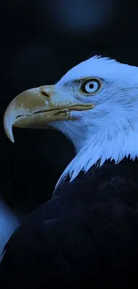 Majestic bald eagle close-up with dark blue background.