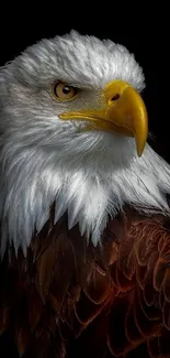 Majestic bald eagle with piercing gaze and dark background.