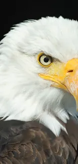 Close-up of a majestic bald eagle with piercing eyes.