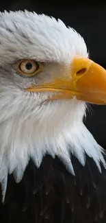 Close-up image of a majestic bald eagle with a dark background.