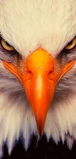 Close-up of fierce bald eagle with a striking orange beak on a mobile wallpaper.