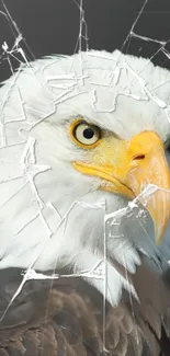 Majestic bald eagle with a cracked glass effect in background.